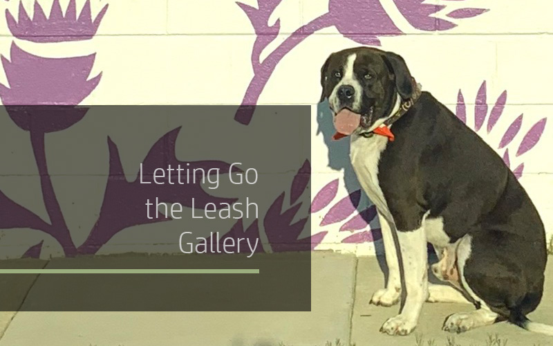 Banner Letting Go The Leash Gallery