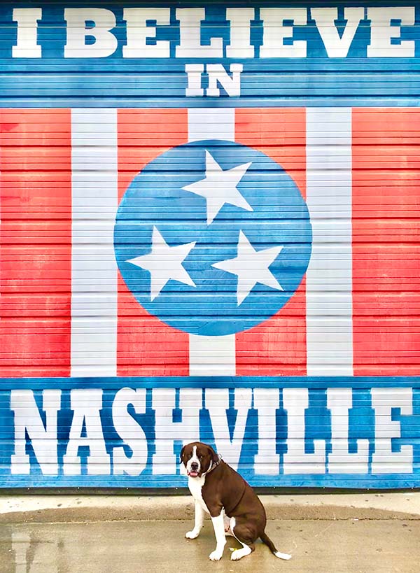 Rescue dog Zeke in Nashville